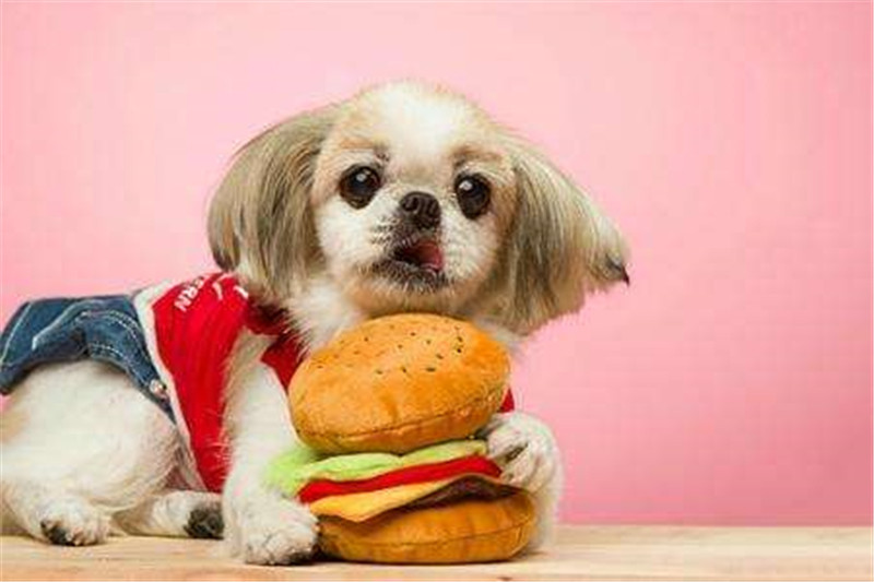 狗狗夏季食欲不振 可以这样增强食欲 美优享 美丽优品分享好站 优品情报站