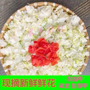 
Fresh nail grass, impatiens flower petals, red and white nail polish soaked in vinegar, soaked in wine, manicure and hair dyeing