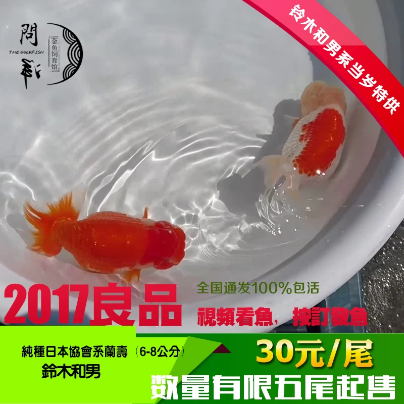 协会系日寿金鱼活体铃木和男系统兰寿当岁鱼视频订