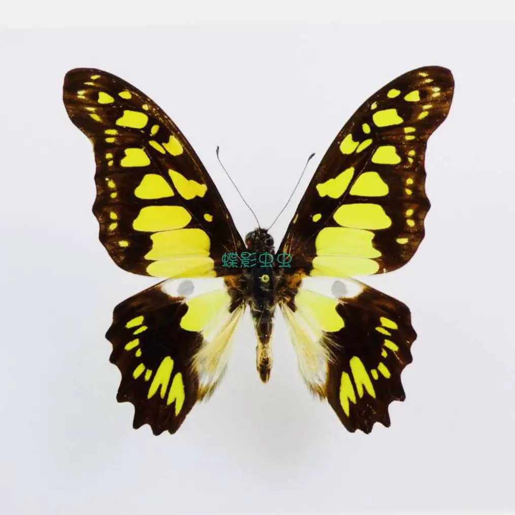 【昆虫標本】Acherontia atropos 10exs. （未展翅） O1CN01CGR64c2LEnJAaCaYl_!!