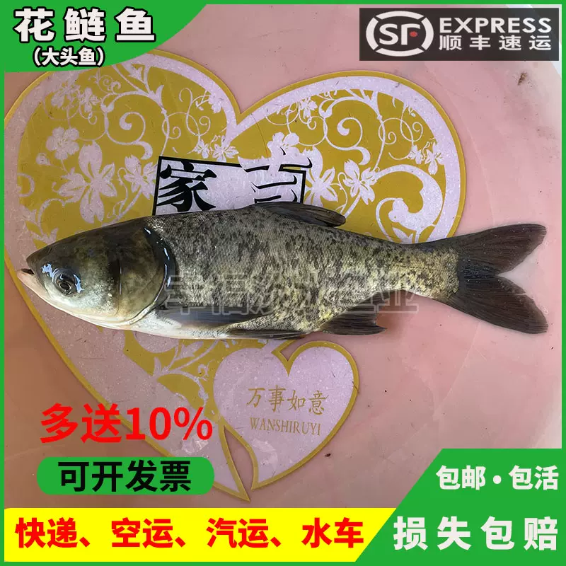 优质花鲢胖头鱼大头鱼鱼苗淡水胖头鱼花白鲢鱼苗雄鱼鳙鱼