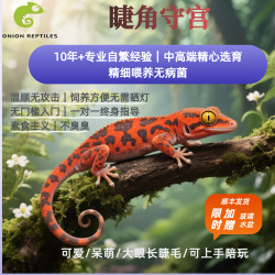 Eyelash Gecko Climbing Pet Novice Friendly Three Guarantees