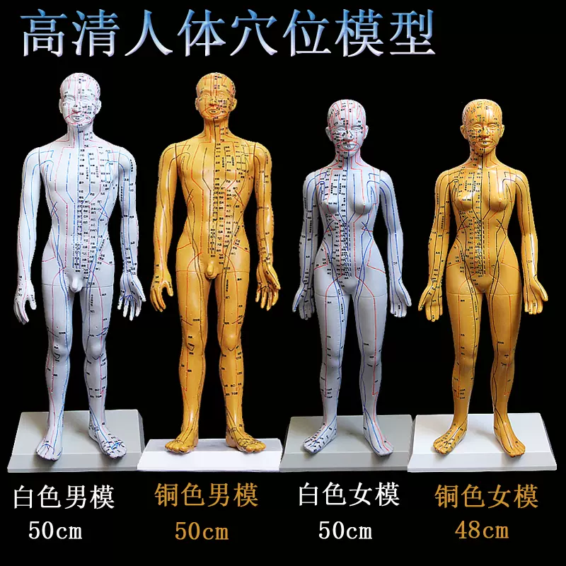 中医针灸穴位图人体模型50cm男女模型清晰经络小人体针灸穴位模型-Taobao