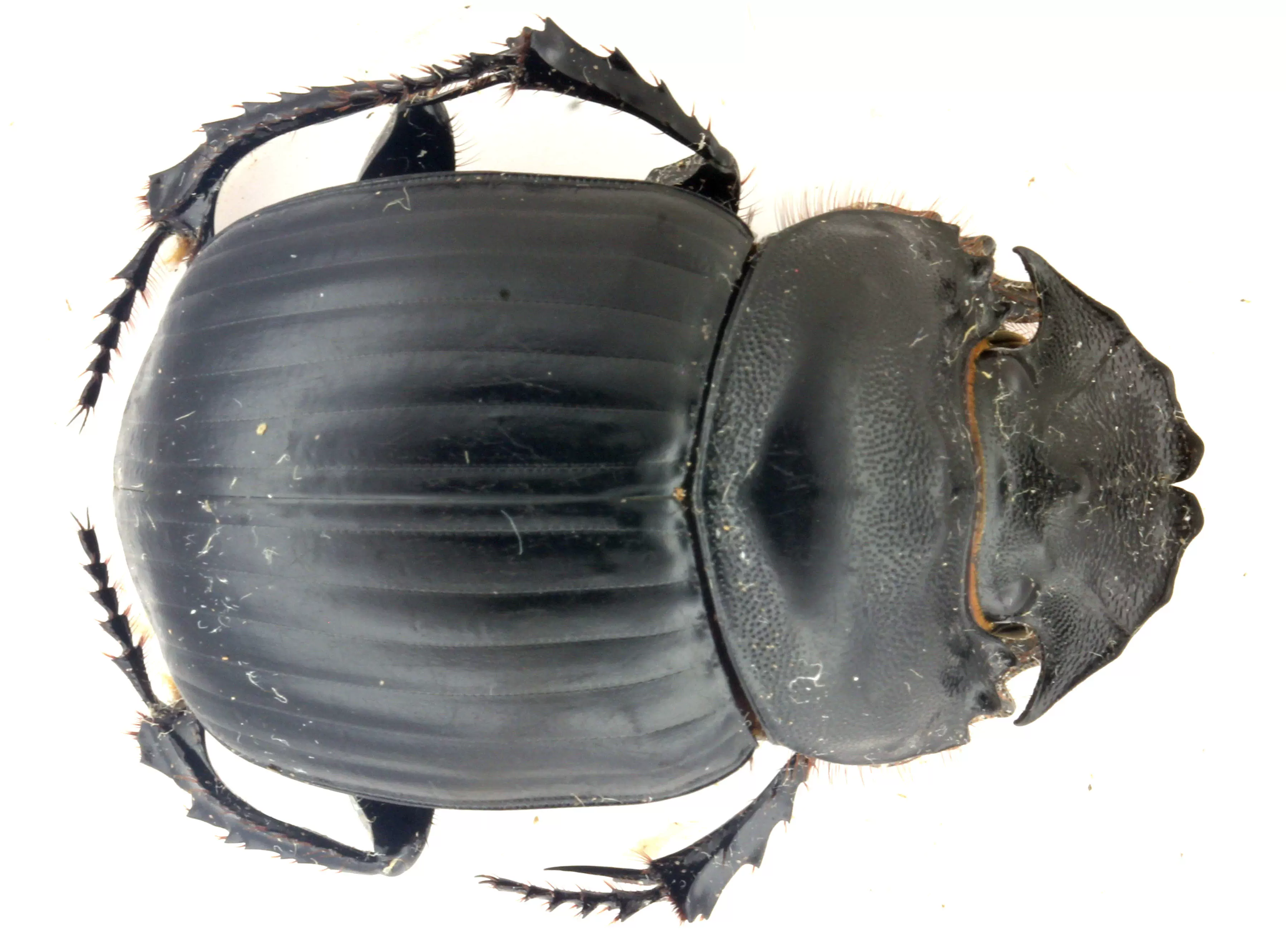 標本 Taiwan Dytiscoidae sp.37mm メキシコ産 Phanaeus palliatus ♂ 16mm 青紫 | 昆虫標本