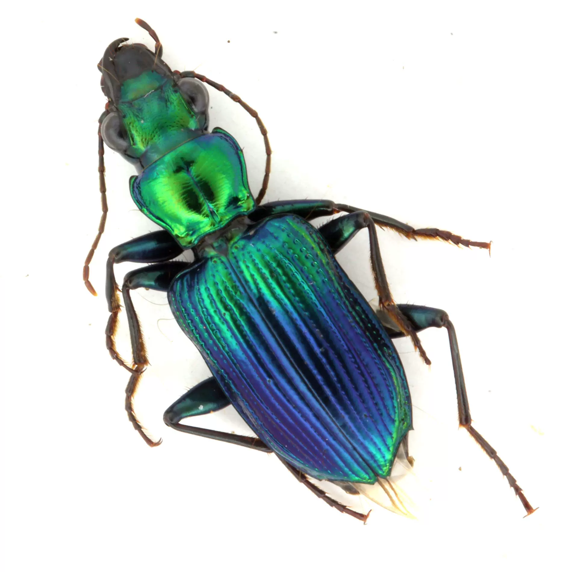 標本 Yunnan China Necydalis s.p 23mm Yunnan China Necydalis s.p 23mm