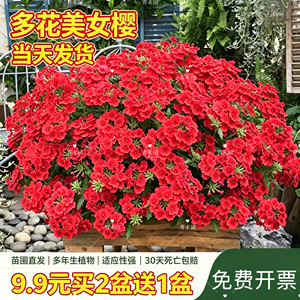 
Beauty Sakura flower potted flowering period is long and easy to grow in all seasons, garden plants, outdoor green plants, perennial flowers and green plants