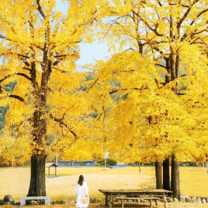 柿子旅拍】阳朔恭城月柿+银杏3天8人小团 遇龙河竹筏+漓江游船