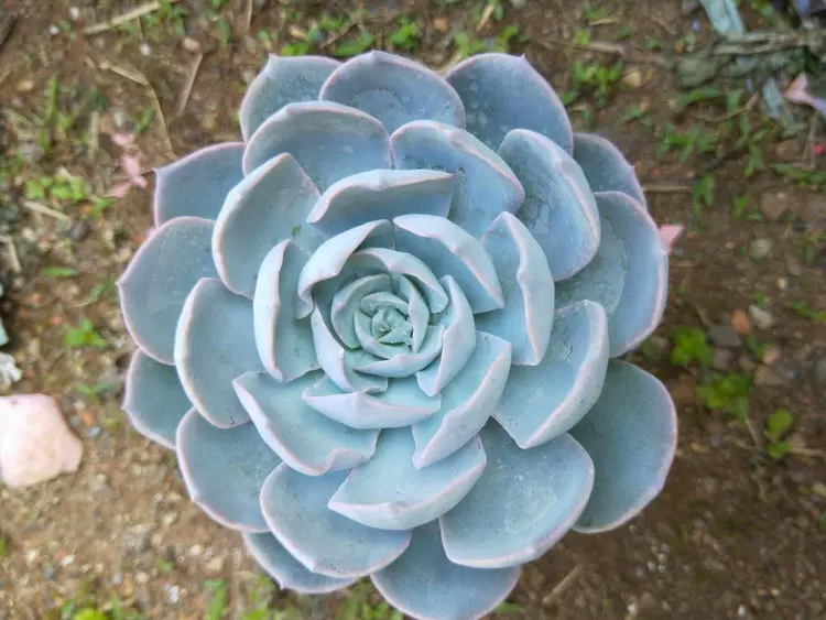 超大蓝石莲兰石莲锦玉蝶多肉植物皮氏老桩群生花卉