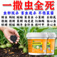 
Special sprinkling and application type of fungus granules fertilizer for soil insects and eggs double-killing vegetables, fruits and vegetables, general fungus agent