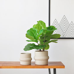 Nine Thoughts Artificial Ficus Lyrata Plant Tabletop Potted Plant Home Living Room Study Office Green Plant Bonsai Decoration Art477