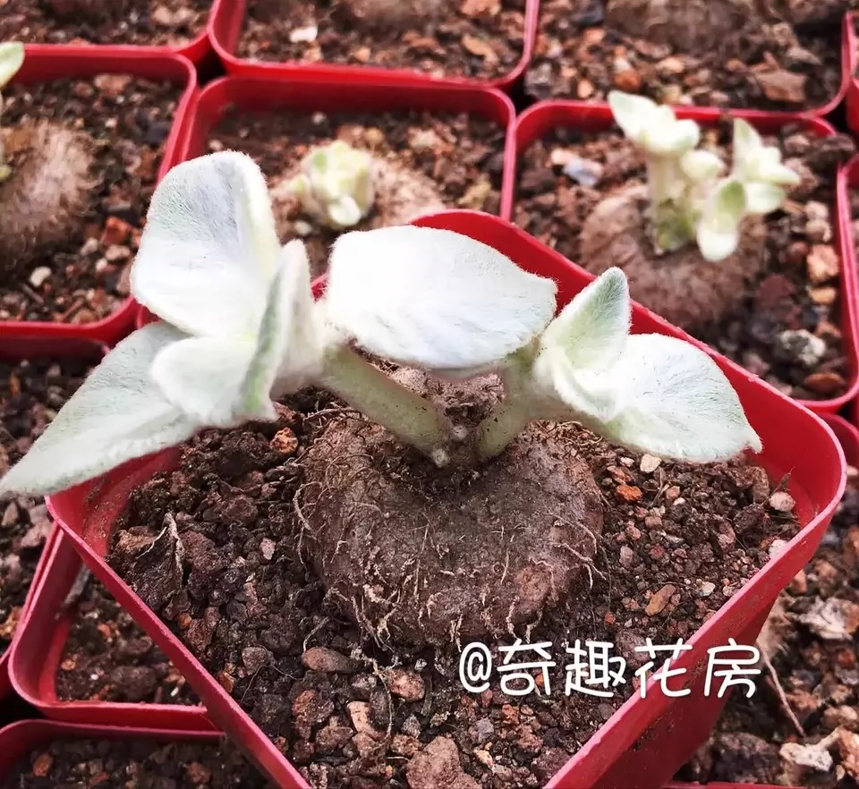 多肉植物块根火星人 断崖女王 多肉块根 龟甲龙火星人 水泡