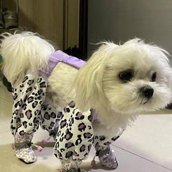 Dog Dust-Proof Pants for Outdoor Use, Dog Anti-Dirt Pants, Dog Shoes with Anti-Dirt Pants, Stylish Dog Leg Covers for Bichon and Teddy Dogs