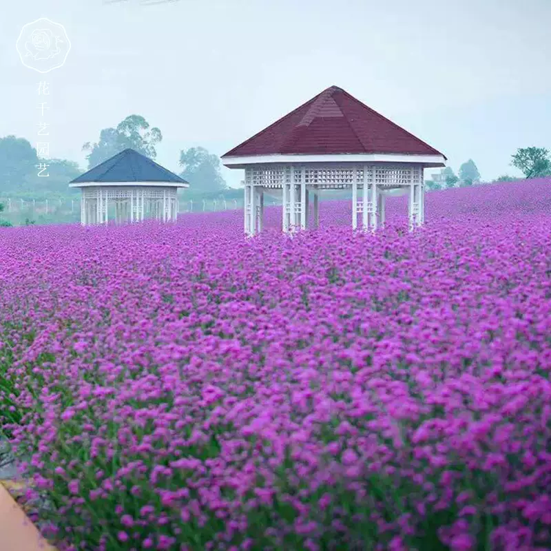 柳叶马鞭草种子多年生宿根草花种子景观绿化花海婚纱摄影观