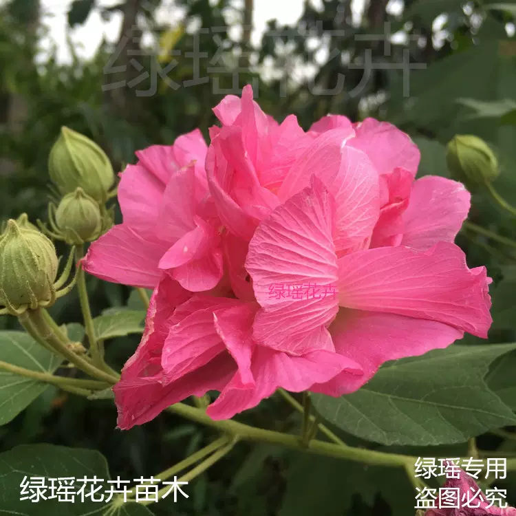 重瓣大花木芙蓉樹苗拒霜花木蓮地芙蓉花苗庭院陽臺盆栽