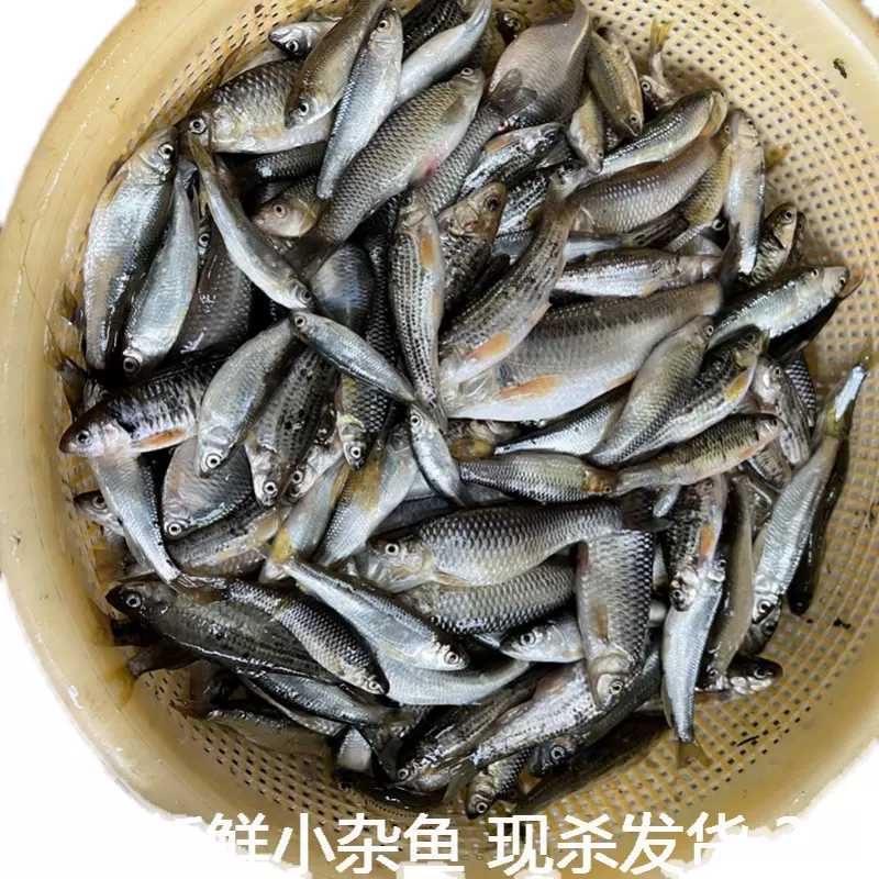 湖北宜昌小雜魚小河魚新鮮小魚淡水魚小土魚小麻