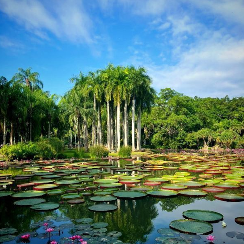私家团·中科院热带植物园+西双版纳雨林谷【5A景区+热带雨林】