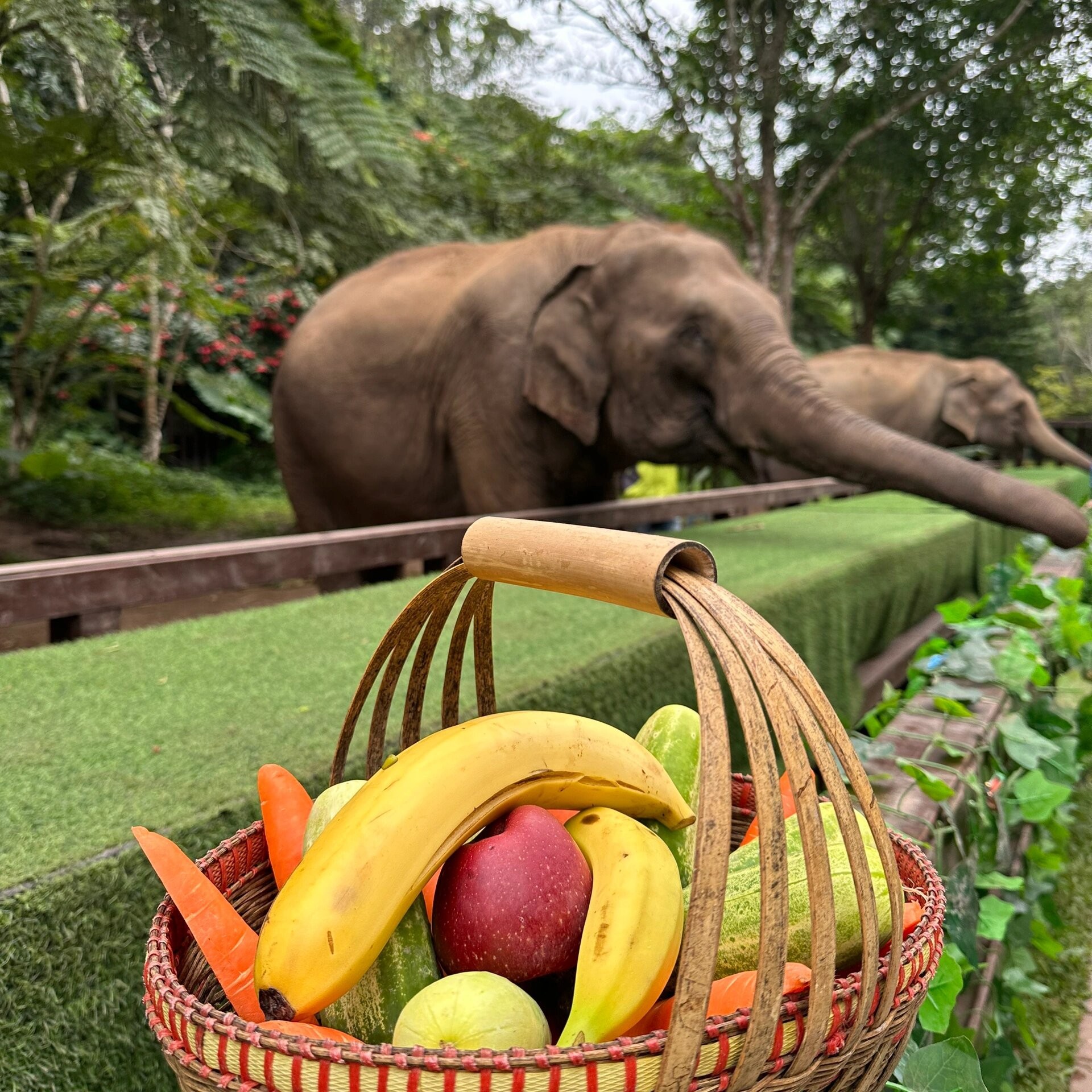 私家团 野象谷+基诺山寨纯玩一日游|9点晚出发|一单一团|寻野象