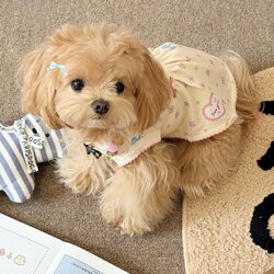 Dog Clothes 2025 New Thin Style Sweet Floral Vest Dress Cute Small Dogs and Cats Universal Summer Wear