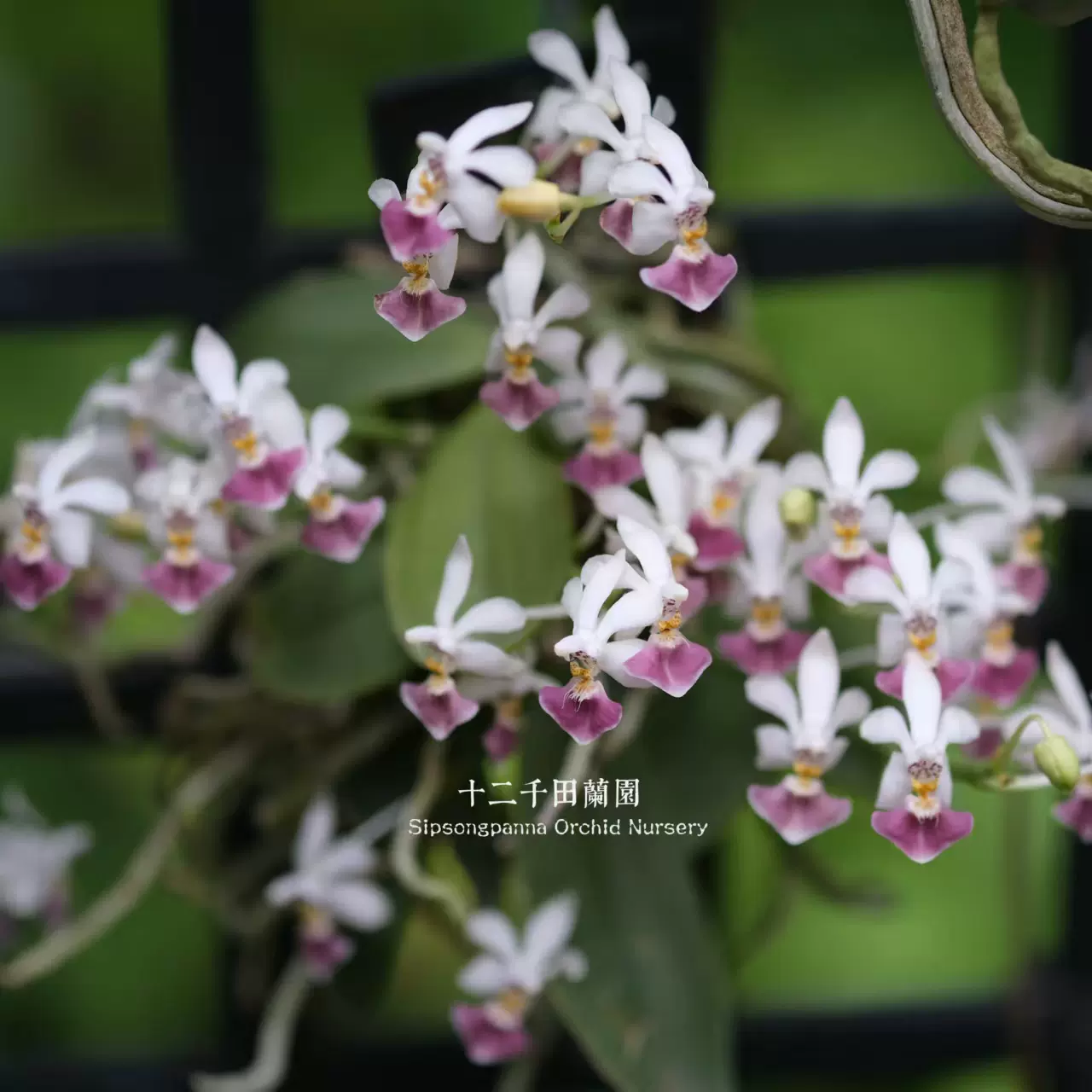 開花中　洋蘭原種　デンドロビウム　フッシファウシウム 楽天市場】洋ラン【開花見込株】デンドロビウム ファッシファウシュー