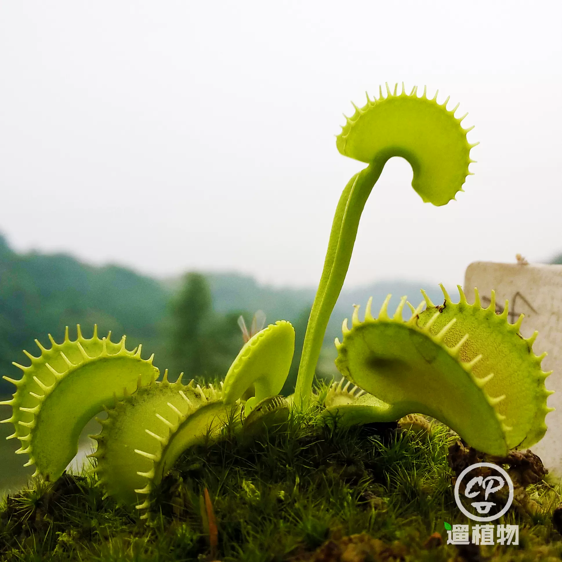 264円 品質保証 種子 種 Dionaea Muscipula ハエトリグサ ハエトリソウ 蠅捕草 食虫植物