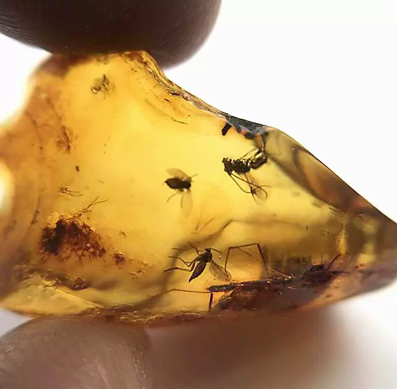 麟龙琥珀 天然多米尼加精品虫珀绿珀2 5g化石3虫 半价