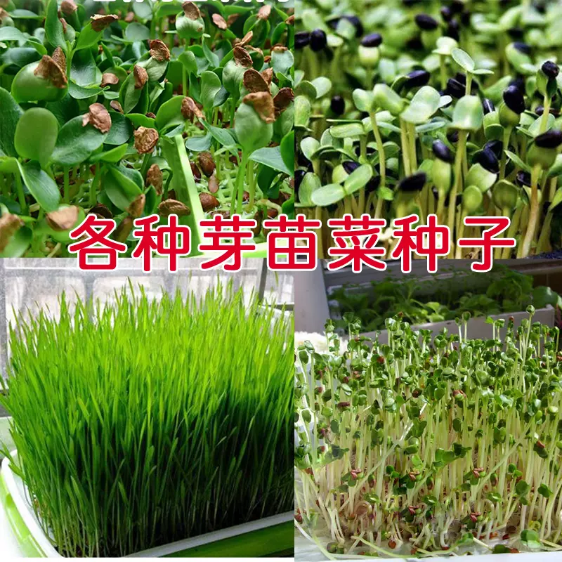 芽菜種籽芽苗菜種新鮮苗盤無土栽培豌豆鬆柳油葵各類豆蔬菜 Taobao