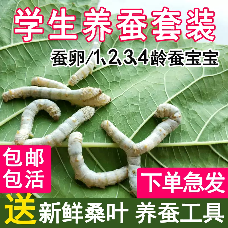 蚕宝宝活物七彩儿童学生养蚕套装春蚕籽蚕种小蚕卵