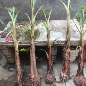 
Authentic Guangxi banana seedlings, local high-yielding banana seedlings, short pile transplant seedlings, banana seedlings from the south