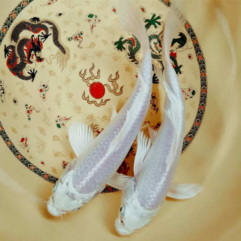 白金錦鯉魚純種白色招財風水小型金魚活魚不加熱冷水觀賞魚易活體 Taobao