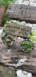 Love in the Garden | Garden Engraved Bricks, Vintage Bricks, Blue Bricks, Indian Bricks, Decorative Bricks 24×11.5×5.5