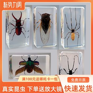 
Kindergarten real animal insect resin specimen cricket spider scorpion locust centipede cockroach bee butterfly