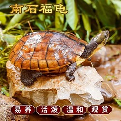 Purebred money turtle, docile fortune turtle, can issue invoices