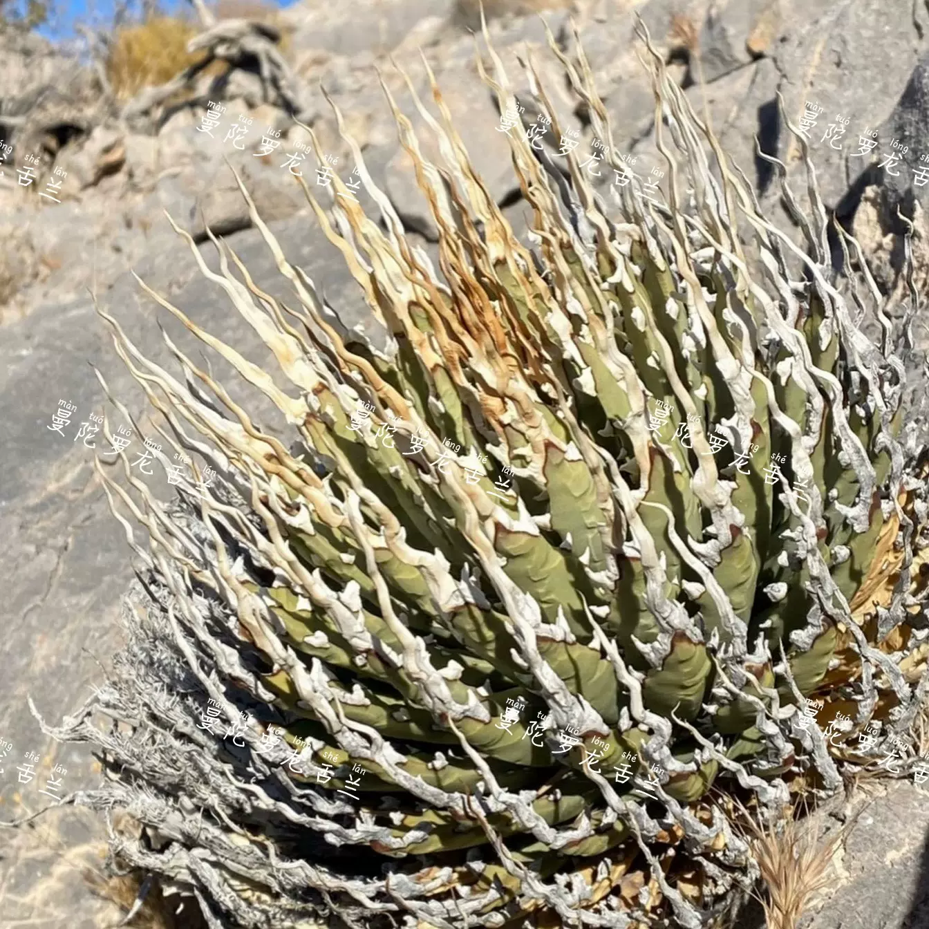 陽炎【選抜特選】 Agave utahensis var. eborispina アガベ ユタエンシス エボリスピナ 検索 チタノタ agave  アメリカーナパリー トランカータ