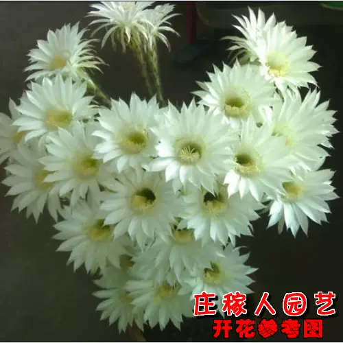 王冠短毛丸自根仙人球多肉植物仙人掌属容开花品种满38 王冠短毛丸自根仙人球多肉植物仙人掌属容开花品种满38