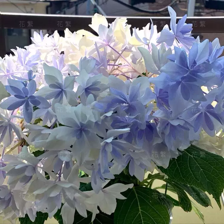 花卉4 四4棵包邮新品重瓣绣球花苗白莱昂克鲁瓦雅姬恋心彩梦镜花水月