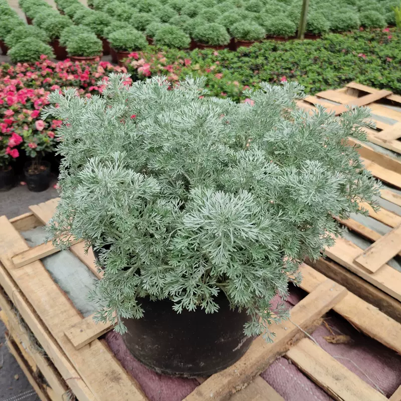 朝霧草盆栽尼泊爾新品銀葉草庭院陽臺花鏡多年生宿根植物耐熱好