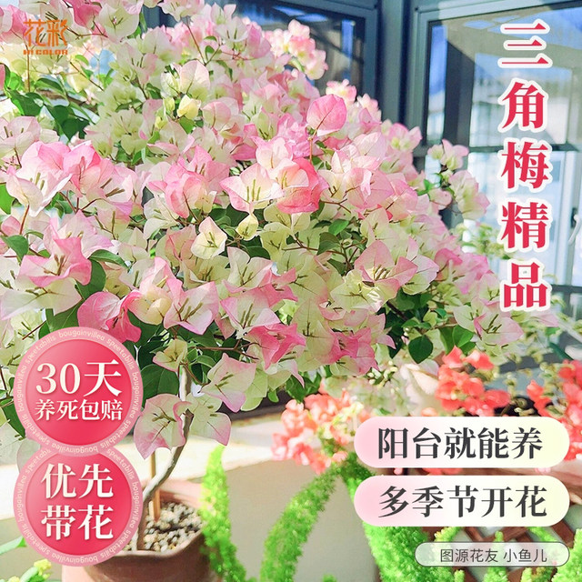 Hongyue Green Cherry Double Petals Blossoms Blossoms Flowers and Pot Plants Big Snails Climbing Vines Flowers and Plants Balcony Flowers and Trees Old Pile