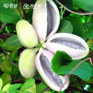 
August melon saplings, fruit saplings, climbing vines, leaves and flowers, edible vine plantings, August fried saplings