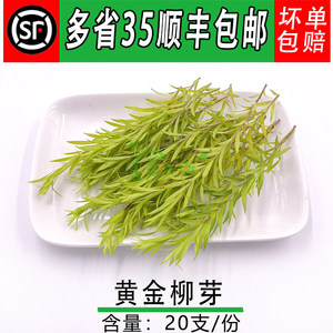 
Fresh golden willow buds, hotel Western and Japanese food baking, flowers and plants for plate decoration, 20 pieces