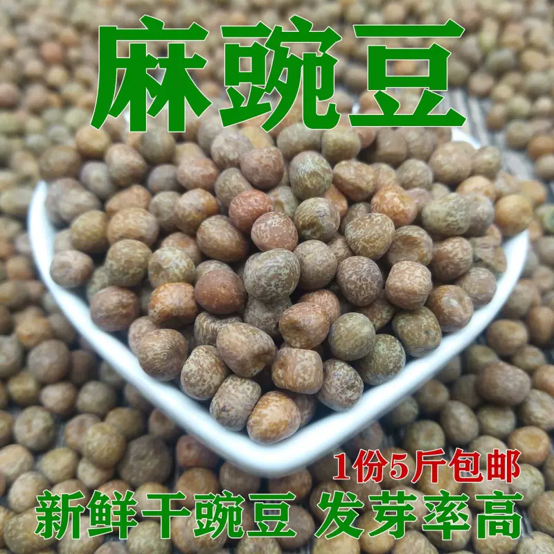 麻豌豆新鮮幹豌豆生豌豆生麻豌豆發豌豆芽發芽苗菜