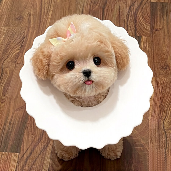 Elizabeth ring anti-licking dog small dog comfort ring Shih Tzu Maltese anti-bite ring white soft and cute