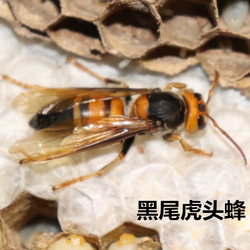 Miel Suave de Abeja de Cola Negra Tigre-Cabeza y Avispa