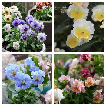 The cold-resistant plants in the balcony potted plant are suitable for maintenance