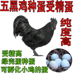 Five black chicken eggs, five black and one green chicken eggs, hatchable fertilized eggs, fresh fertilized eggs, free shipping on the same day, pet chickens