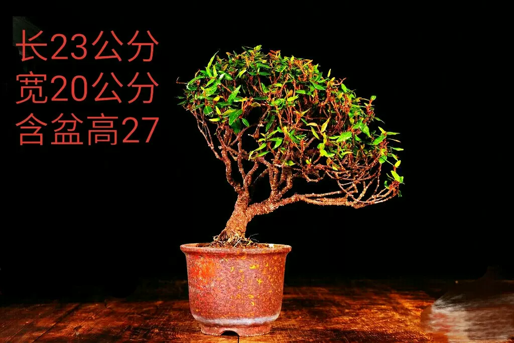 豪奢な 縮緬葛 植物/観葉植物 - denningcleaning.com