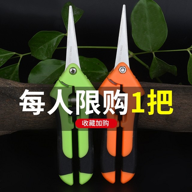 Scissors of scissors with grapes, scissors, cut grapes, cut gardening, picking fruits Cut the nursery flower mandarin
