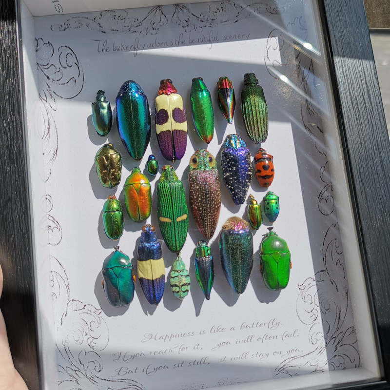 昆虫標本フレーム - カブトムシとミミズの展示