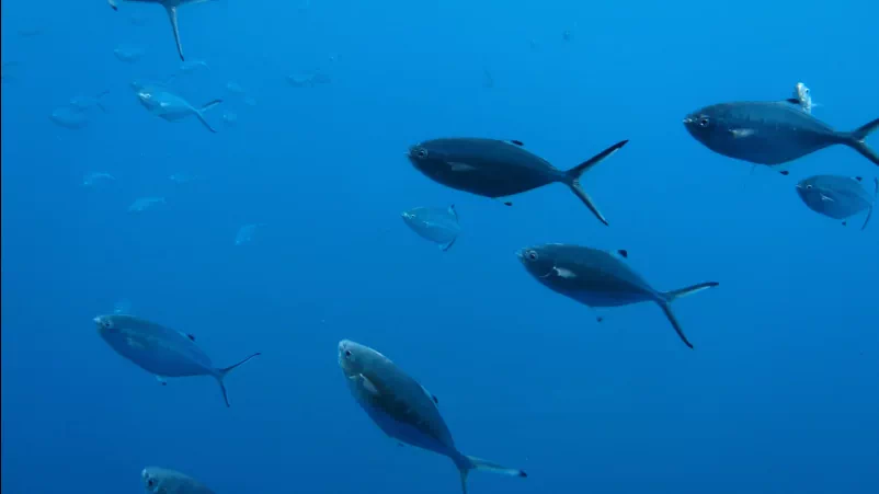 藍海真實魚羣電腦壁紙桌面主題背景win7 8 10動態美壁紙主