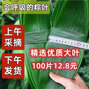 
Zong leaves fresh zong coty leaves natural farm wild large 100 pieces of zong leaves household new leaves vacuum packed zong coty leaves