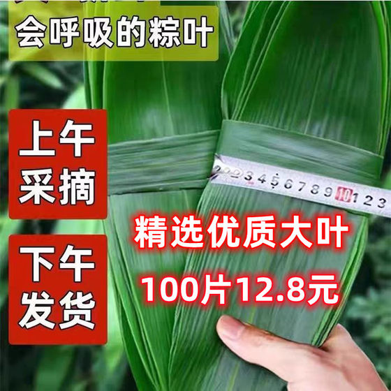 
Zong leaves fresh zong coty leaves natural farm wild large 100 pieces of zong leaves household new leaves vacuum packed zong coty leaves